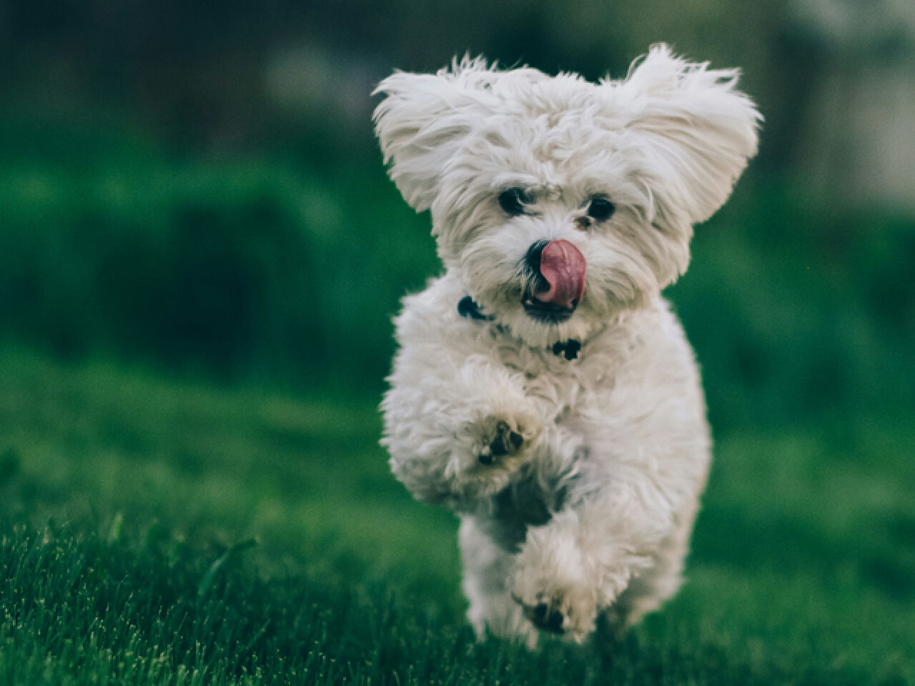 Editorial: Dogs, Dogs, Dogs