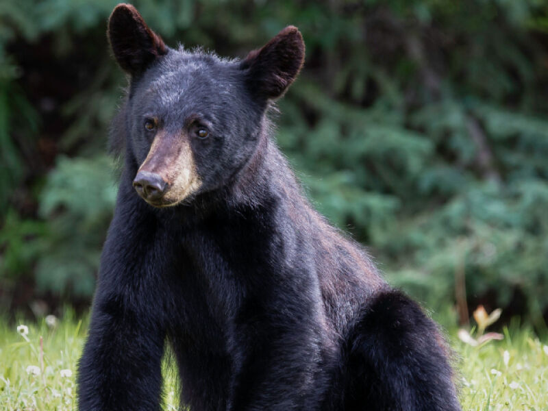 Black bear.
