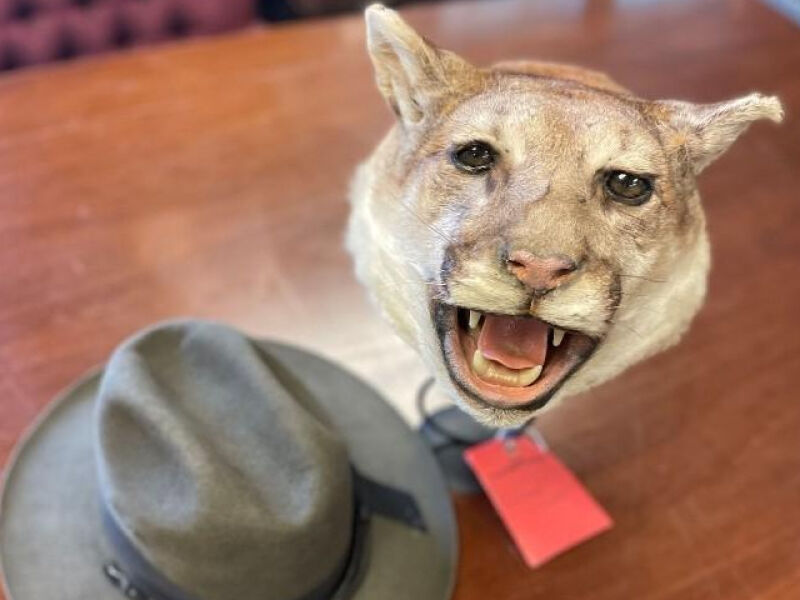 The illegal mountain lion head.