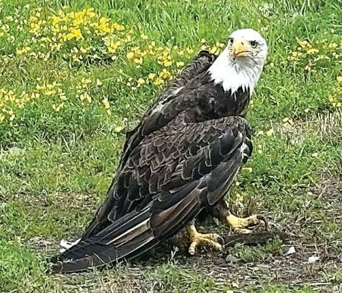 Injured eagle aided by Sheriff’s Dept.