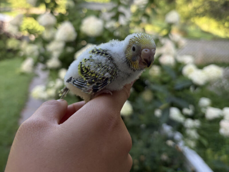 Baby parakeet.
