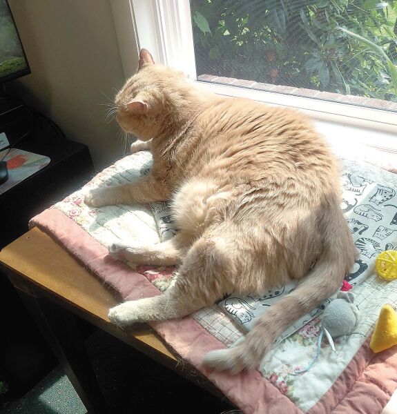 THE GOOD LIFE The LMR Library’s Roscoe mascot, Sunny the cat, lives up to his name as he basks in the afternoon sun at the library