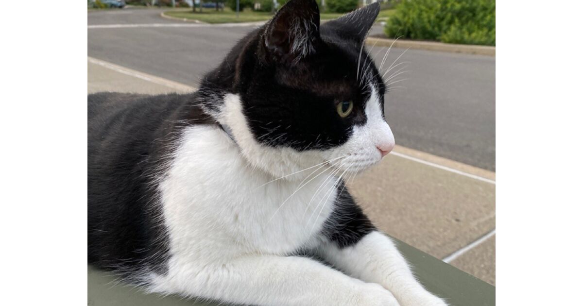 Pet Sounds: Remembering Tux