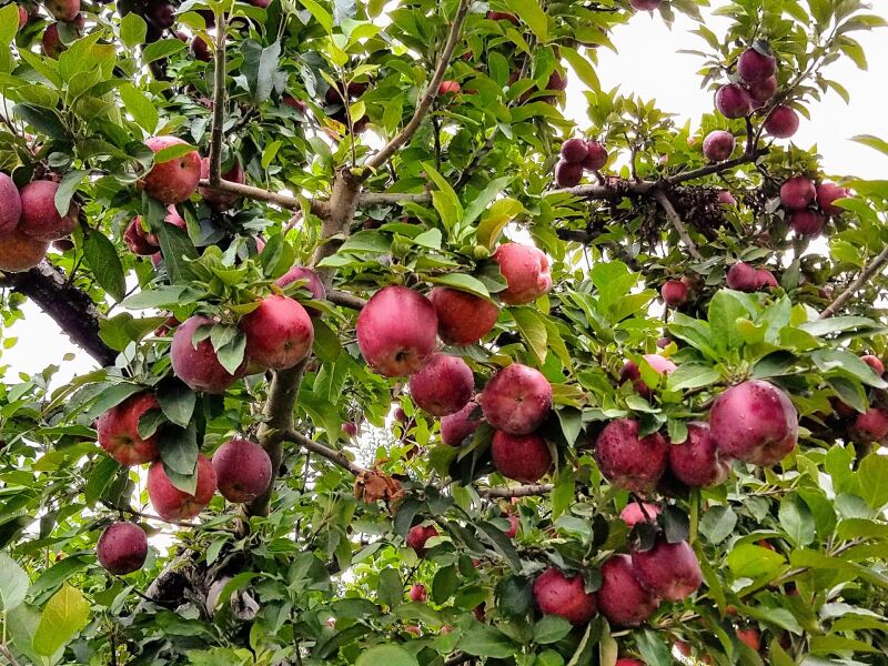 Apples ready for picking at a Town of Marlborough farm.