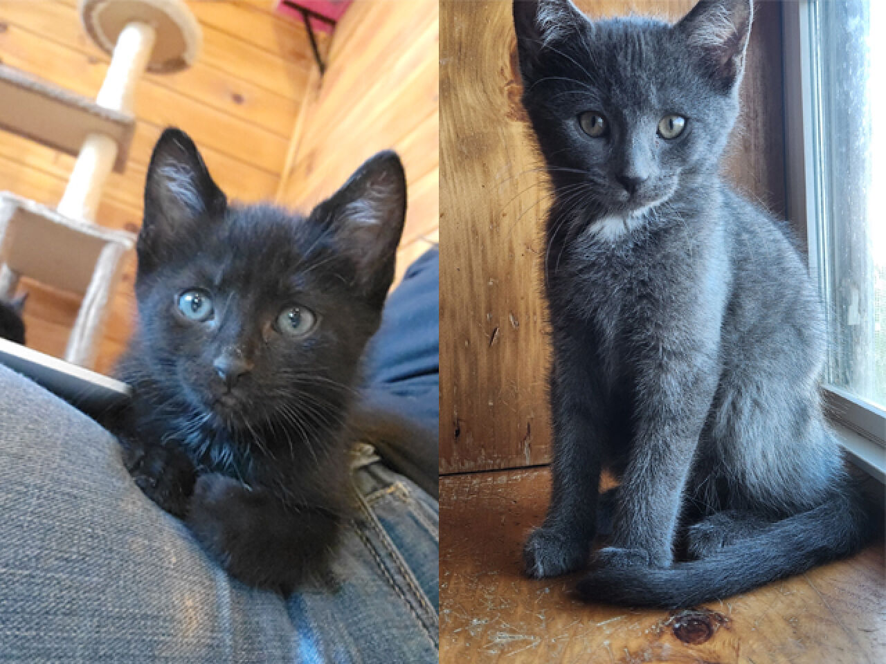Adopt-A-Pet