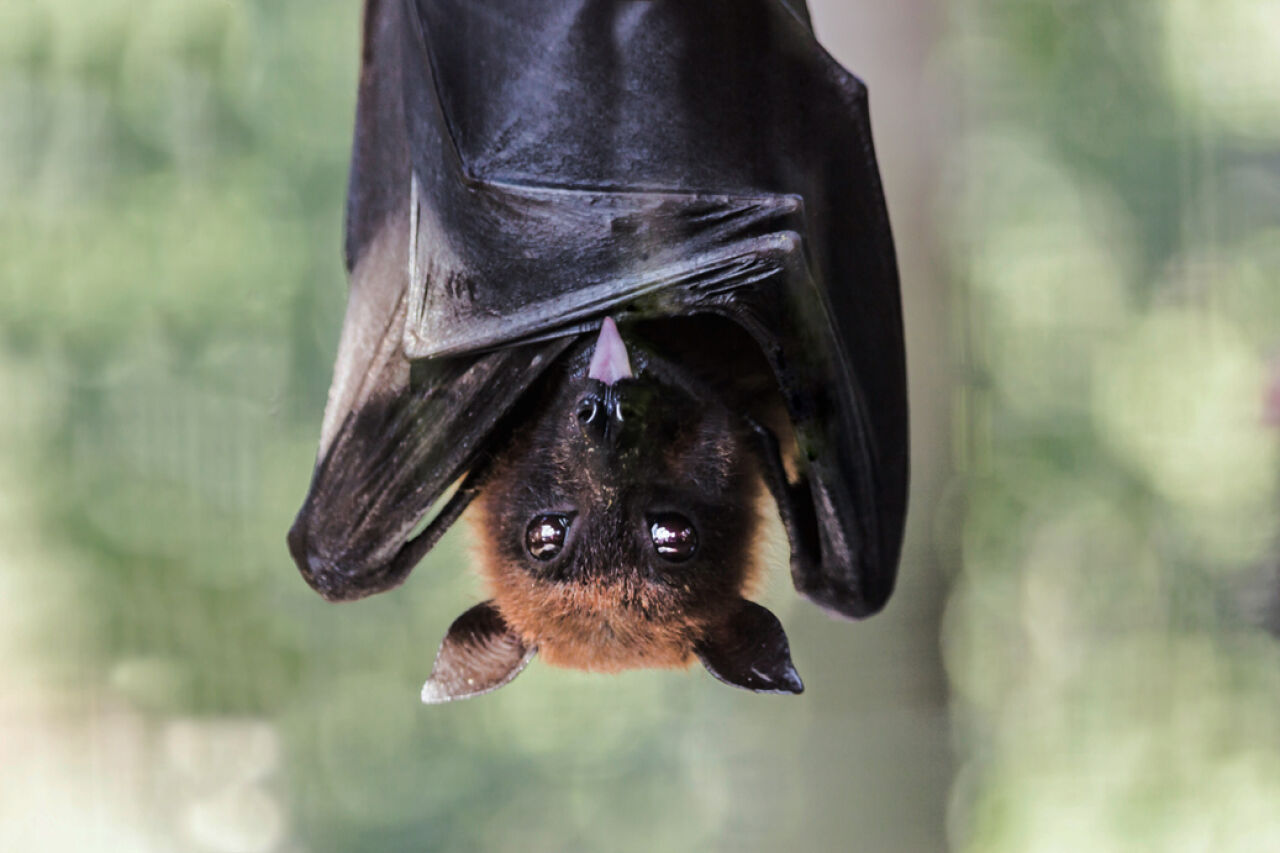 Bats in New York Need Your Help This Fall and Winter