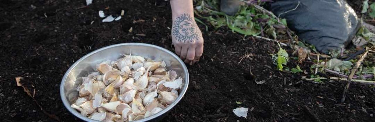 Garlic Planting Party at Clove Valley Farm