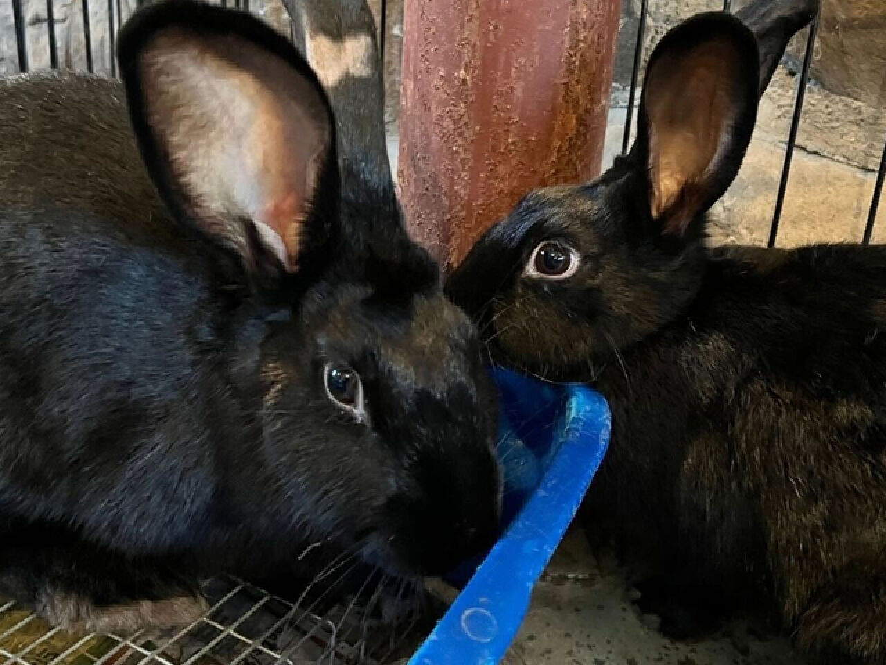 Woodstock Farm Sanctuary Welcomes New Rabbits