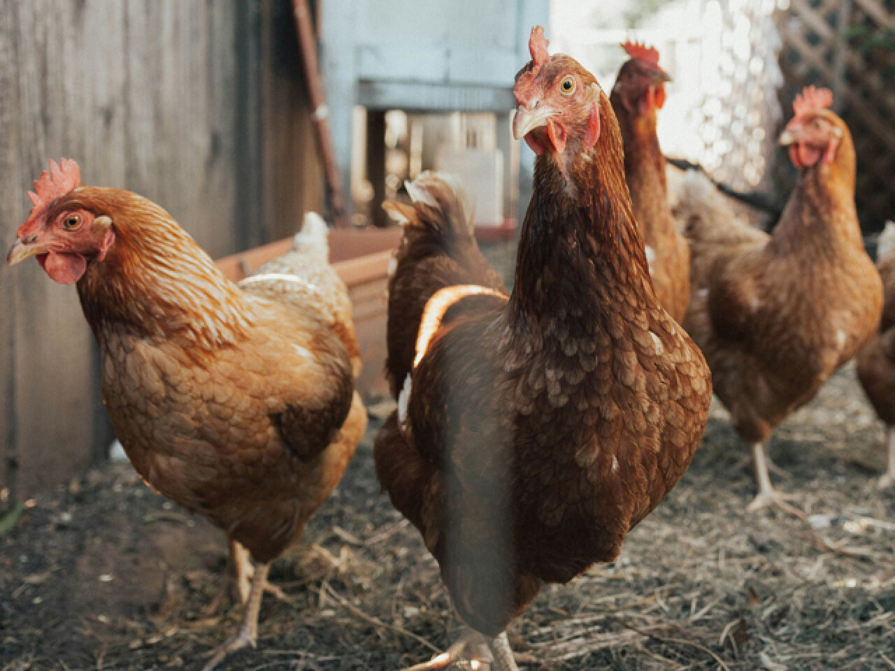 Bird Flu Reaches Ulster County