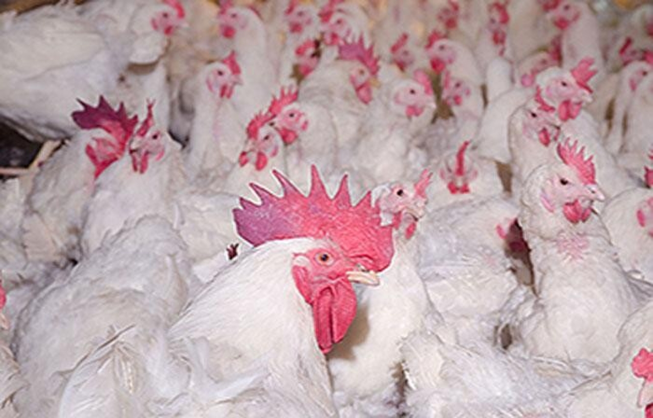 State AG warns of price gouging during bird flu outbreak