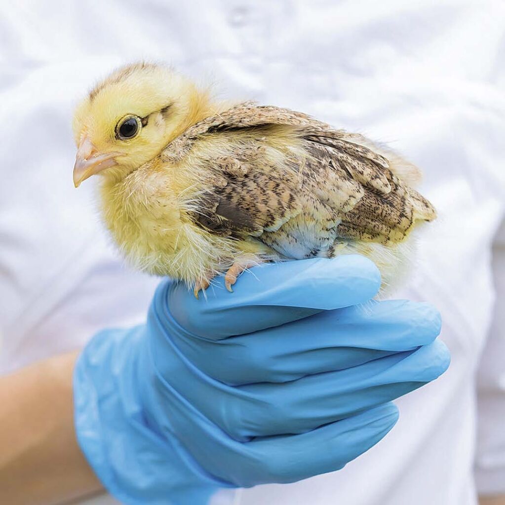 County warns of potential avian flu cases