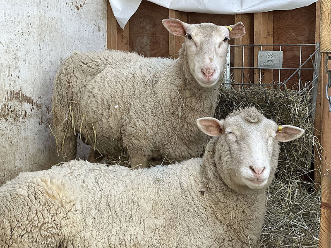Woodstock Farm Sanctuary Rescues Thelma and Louise From Winter Neglect