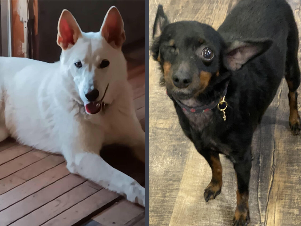 Adopt-A-Pet